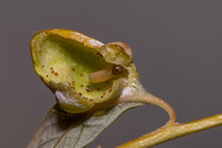 Willow Gall Worm