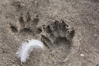 Raccoon Tracks in mud