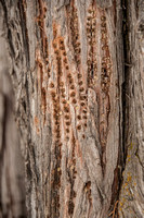 Sapsucker holes in juniper