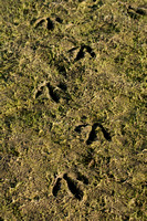 Goose tracks in mud