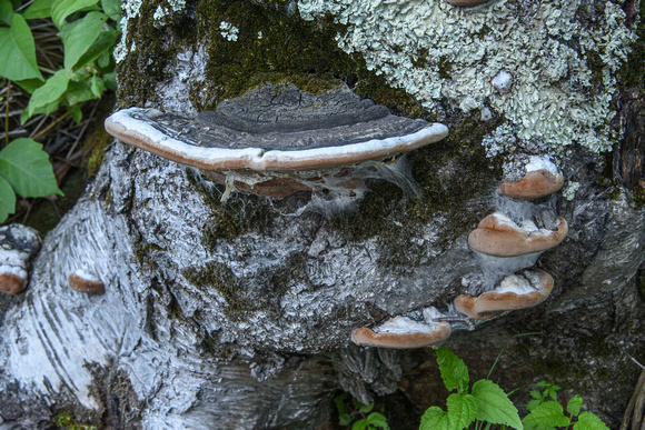 Conks on a Tree