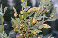 Willow Galls