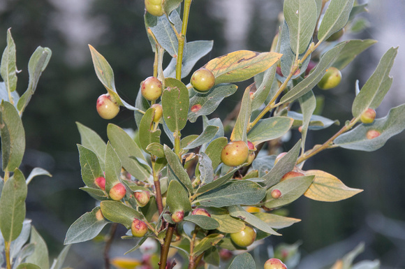 Willow Galls