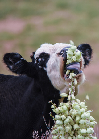 Cow eating livestock