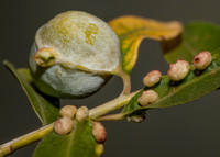 TerryRThomas.2Galls